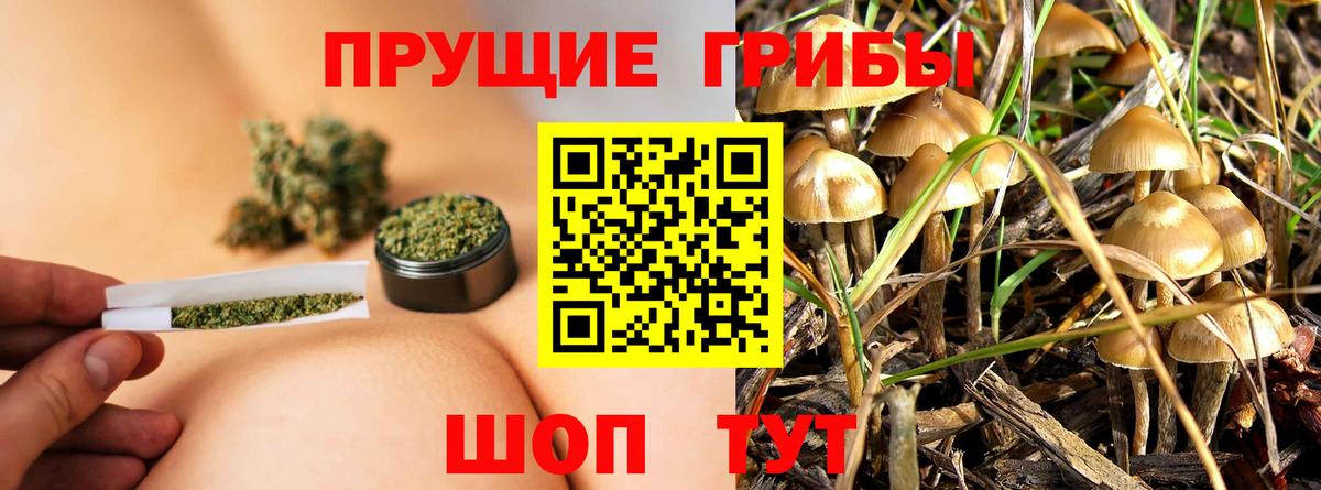 Сосновоборск  Галлюциногенные грибы MAGIC MUSHROOMS  как найти   Вход с VPN  Псилоцибиновые грибы Psilocybine cubensis 